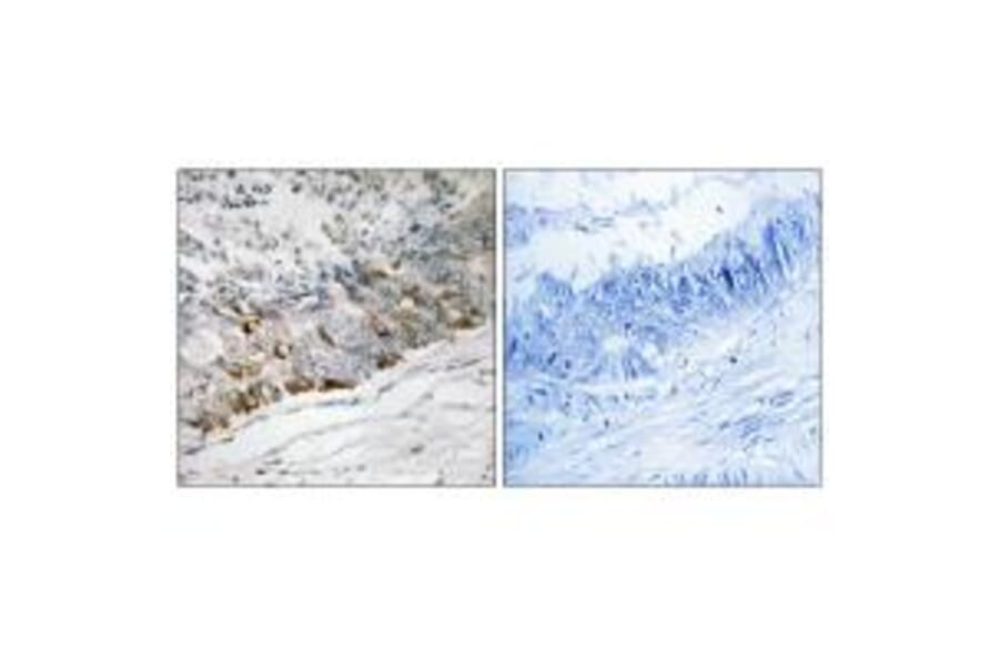 Immunohistochemistry - GCHFR Antibody from Signalway Antibody (34715) - Antibodies.com