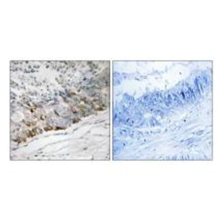 Immunohistochemistry - GCHFR Antibody from Signalway Antibody (34715) - Antibodies.com