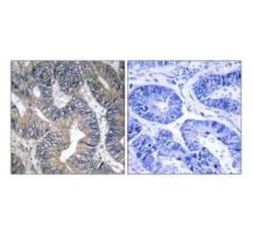 Immunohistochemistry - GTPBP2 Antibody from Signalway Antibody (34720) - Antibodies.com