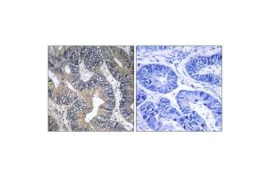 Immunohistochemistry - GTPBP2 Antibody from Signalway Antibody (34720) - Antibodies.com