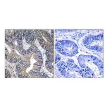 Immunohistochemistry - GTPBP2 Antibody from Signalway Antibody (34720) - Antibodies.com