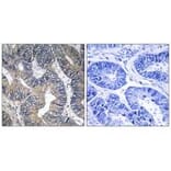 Immunohistochemistry - GTPBP2 Antibody from Signalway Antibody (34720) - Antibodies.com