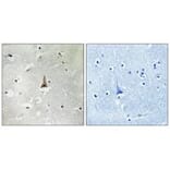 Immunohistochemistry - LRP10 Antibody from Signalway Antibody (34766) - Antibodies.com