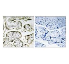 Immunohistochemistry - MRPS32 Antibody from Signalway Antibody (34795) - Antibodies.com