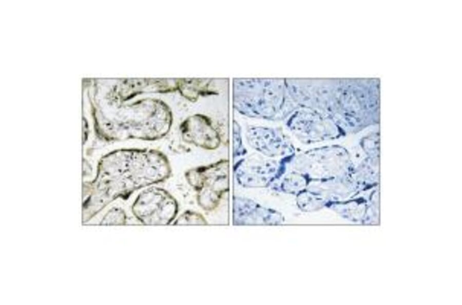 Immunohistochemistry - MRPS32 Antibody from Signalway Antibody (34795) - Antibodies.com