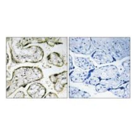 Immunohistochemistry - MRPS32 Antibody from Signalway Antibody (34795) - Antibodies.com