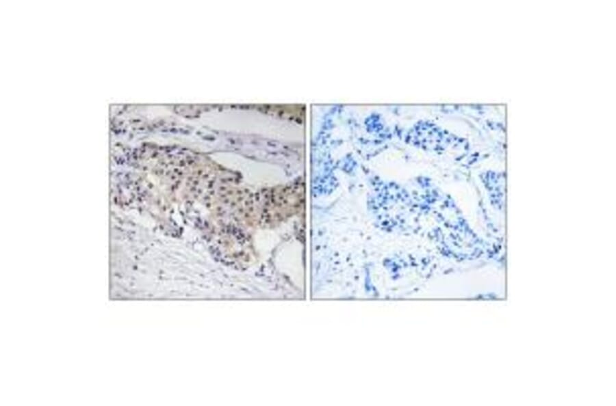 Immunohistochemistry - NDUFA3 Antibody from Signalway Antibody (34826) - Antibodies.com