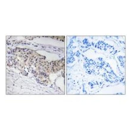 Immunohistochemistry - NDUFA3 Antibody from Signalway Antibody (34826) - Antibodies.com