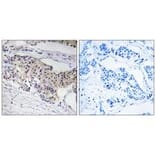 Immunohistochemistry - NDUFA3 Antibody from Signalway Antibody (34826) - Antibodies.com