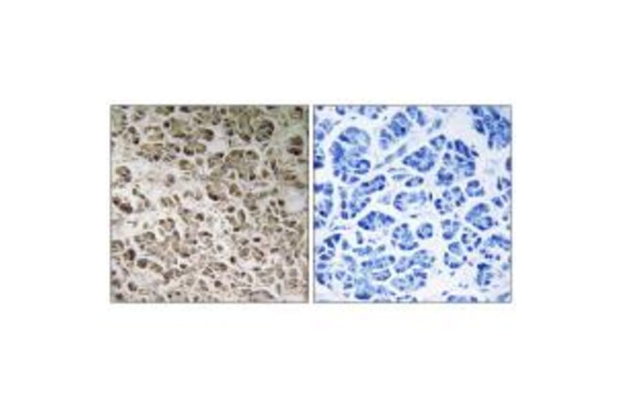Immunohistochemistry - NDUFB1 Antibody from Signalway Antibody (34831) - Antibodies.com