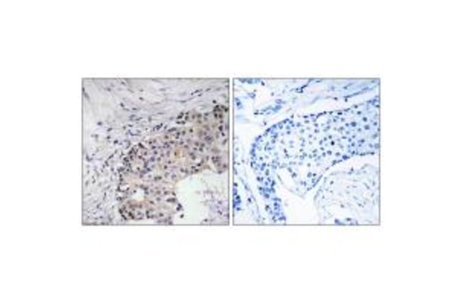 Immunohistochemistry - SCARF2 Antibody from Signalway Antibody (35010) - Antibodies.com