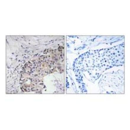 Immunohistochemistry - SCARF2 Antibody from Signalway Antibody (35010) - Antibodies.com