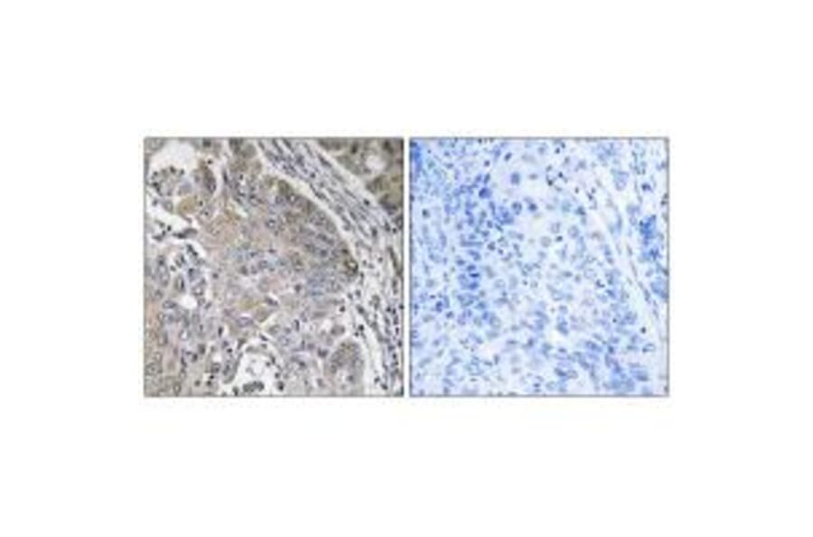 Immunohistochemistry - SPINK6 Antibody from Signalway Antibody (35018) - Antibodies.com