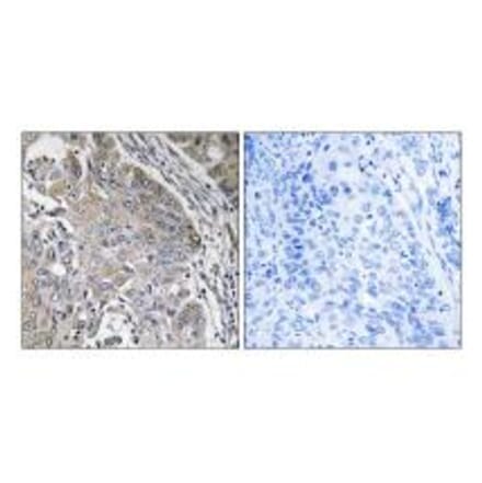 Immunohistochemistry - SPINK6 Antibody from Signalway Antibody (35018) - Antibodies.com