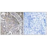 Immunohistochemistry - SPINK6 Antibody from Signalway Antibody (35018) - Antibodies.com