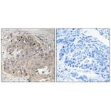 Immunohistochemistry - SPTBN5 Antibody from Signalway Antibody (35072) - Antibodies.com