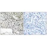 Immunohistochemistry - TCEAL4 Antibody from Signalway Antibody (35101) - Antibodies.com