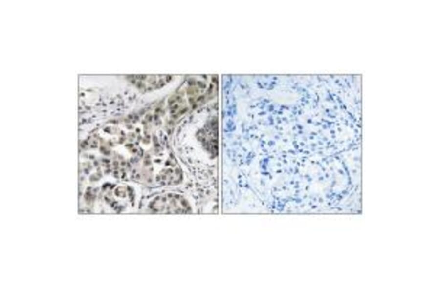 Immunohistochemistry - USP6NL Antibody from Signalway Antibody (35136) - Antibodies.com