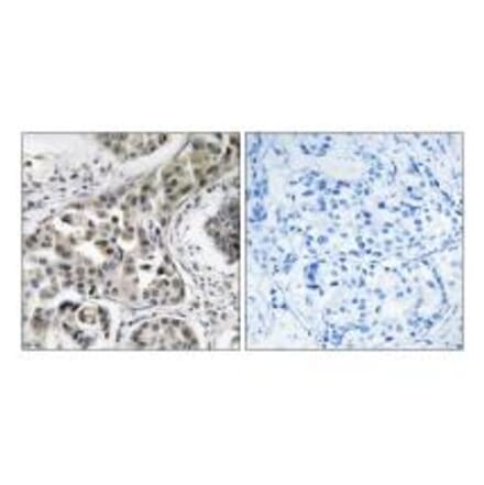 Immunohistochemistry - USP6NL Antibody from Signalway Antibody (35136) - Antibodies.com