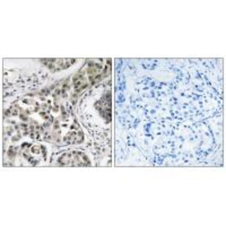 Immunohistochemistry - USP6NL Antibody from Signalway Antibody (35136) - Antibodies.com