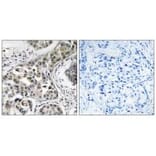 Immunohistochemistry - USP6NL Antibody from Signalway Antibody (35136) - Antibodies.com