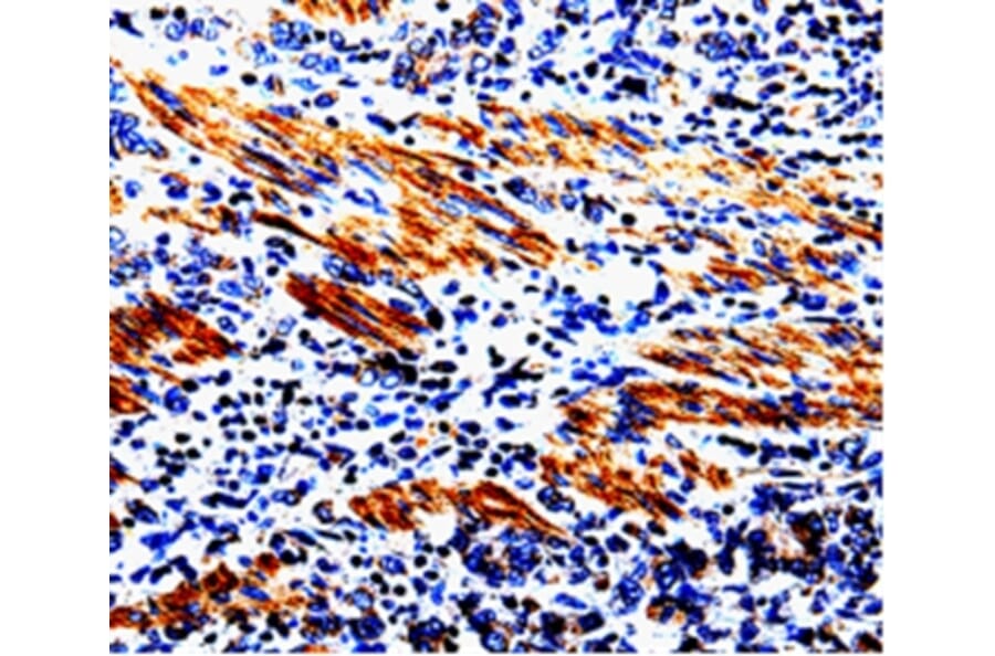 Immunohistochemistry - ACSBG2 Antibody from Signalway Antibody (35552) - Antibodies.com