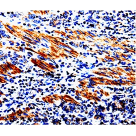 Immunohistochemistry - ACSBG2 Antibody from Signalway Antibody (35552) - Antibodies.com