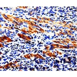 Immunohistochemistry - ACSBG2 Antibody from Signalway Antibody (35552) - Antibodies.com