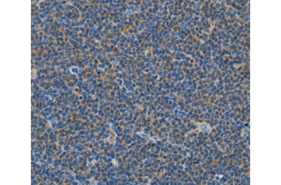 Immunohistochemistry - COX7B2 Antibody from Signalway Antibody (35583) - Antibodies.com