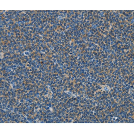 Immunohistochemistry - COX7B2 Antibody from Signalway Antibody (35583) - Antibodies.com