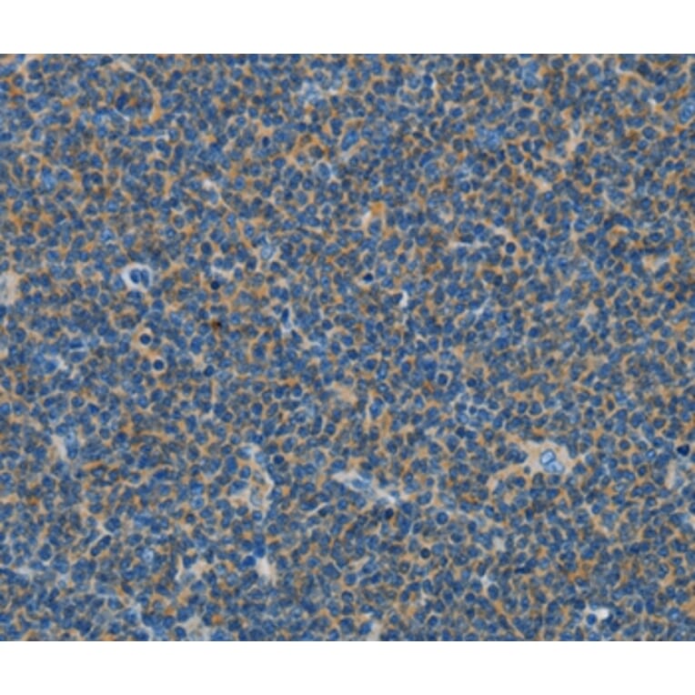 Immunohistochemistry - COX7B2 Antibody from Signalway Antibody (35583) - Antibodies.com