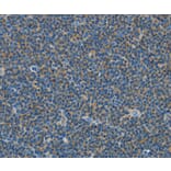 Immunohistochemistry - COX7B2 Antibody from Signalway Antibody (35583) - Antibodies.com