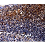 Immunohistochemistry - IL10RA Antibody from Signalway Antibody (35598) - Antibodies.com