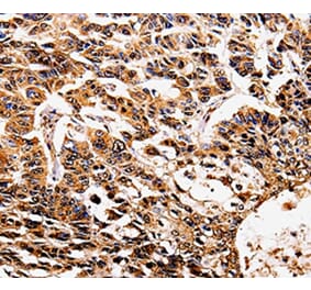 Immunohistochemistry - IL17RD Antibody from Signalway Antibody (35602) - Antibodies.com
