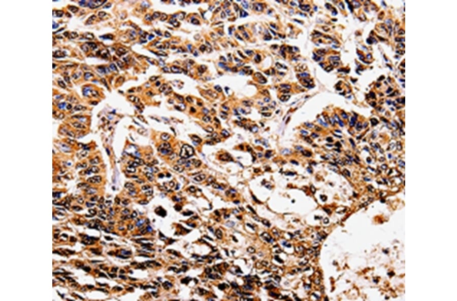 Immunohistochemistry - IL17RD Antibody from Signalway Antibody (35602) - Antibodies.com