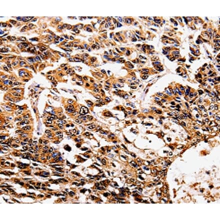 Immunohistochemistry - IL17RD Antibody from Signalway Antibody (35602) - Antibodies.com