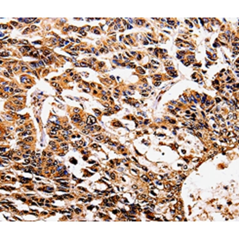 Immunohistochemistry - IL17RD Antibody from Signalway Antibody (35602) - Antibodies.com