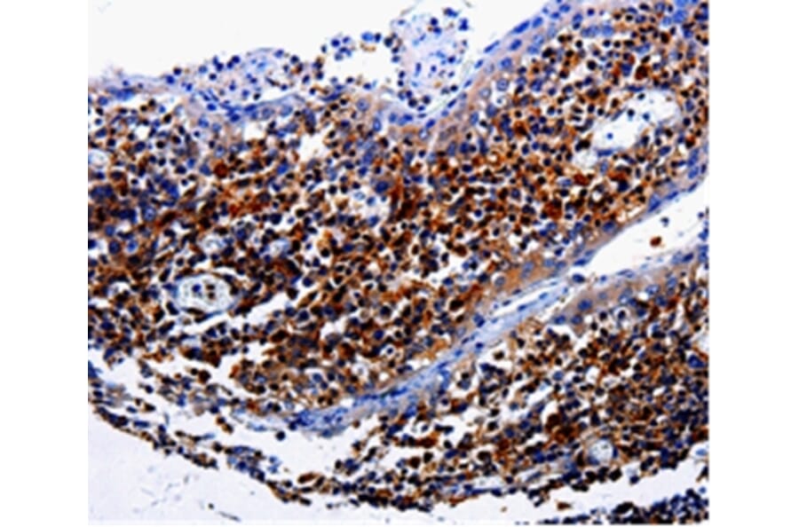 Immunohistochemistry - IL31RA Antibody from Signalway Antibody (35609) - Antibodies.com