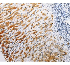 Immunohistochemistry - CLEC1B Antibody from Signalway Antibody (35685) - Antibodies.com