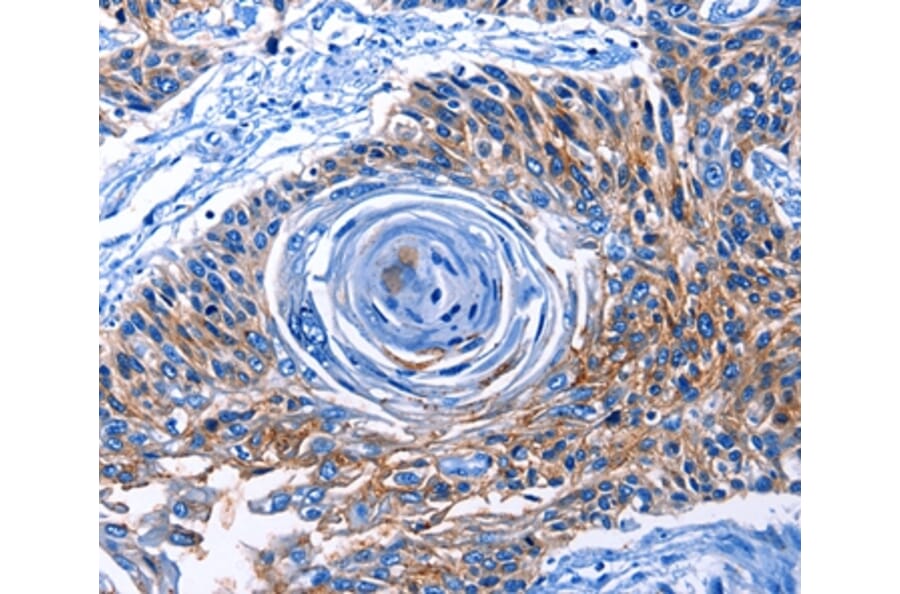 Immunohistochemistry - CLEC2B Antibody from Signalway Antibody (35688) - Antibodies.com