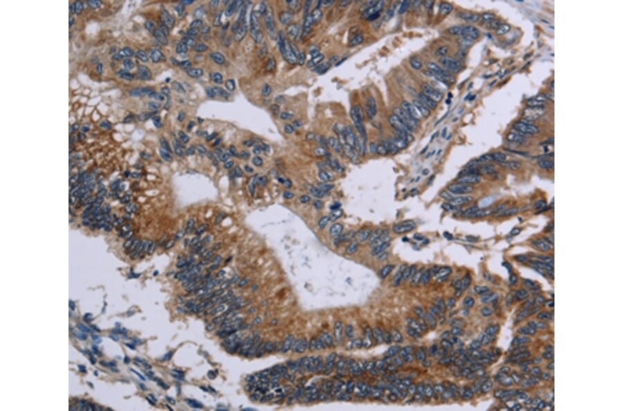Immunohistochemistry - CLDND1 Antibody from Signalway Antibody (35692) - Antibodies.com