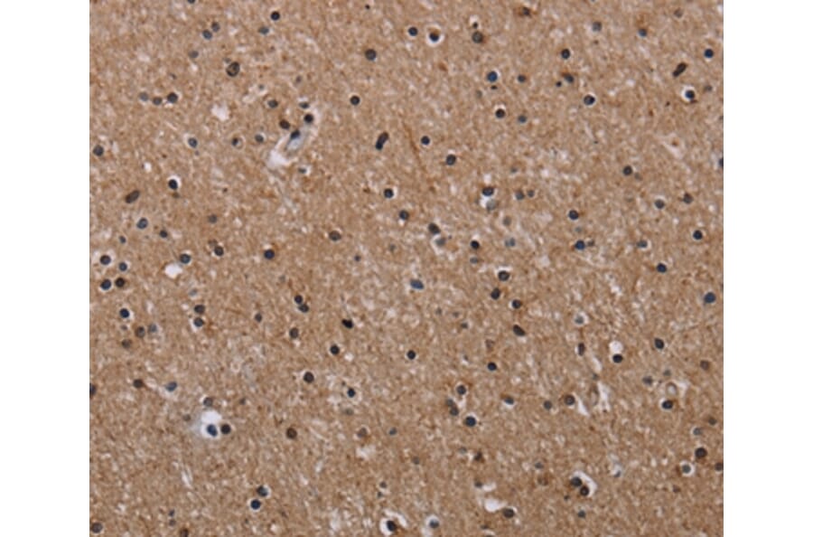 Immunohistochemistry - CLDND1 Antibody from Signalway Antibody (35692) - Antibodies.com