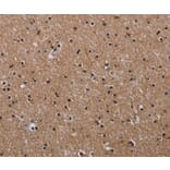 Immunohistochemistry - CLDND1 Antibody from Signalway Antibody (35692) - Antibodies.com
