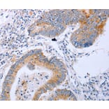 Immunohistochemistry - DNMT3L Antibody from Signalway Antibody (35715) - Antibodies.com