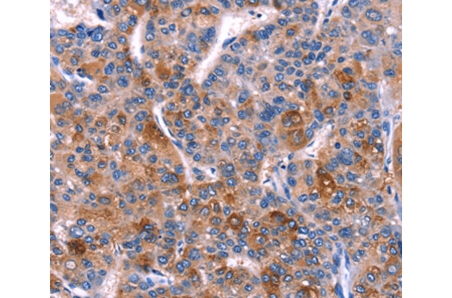 Immunohistochemistry - DUSP13 Antibody from Signalway Antibody (35729) - Antibodies.com
