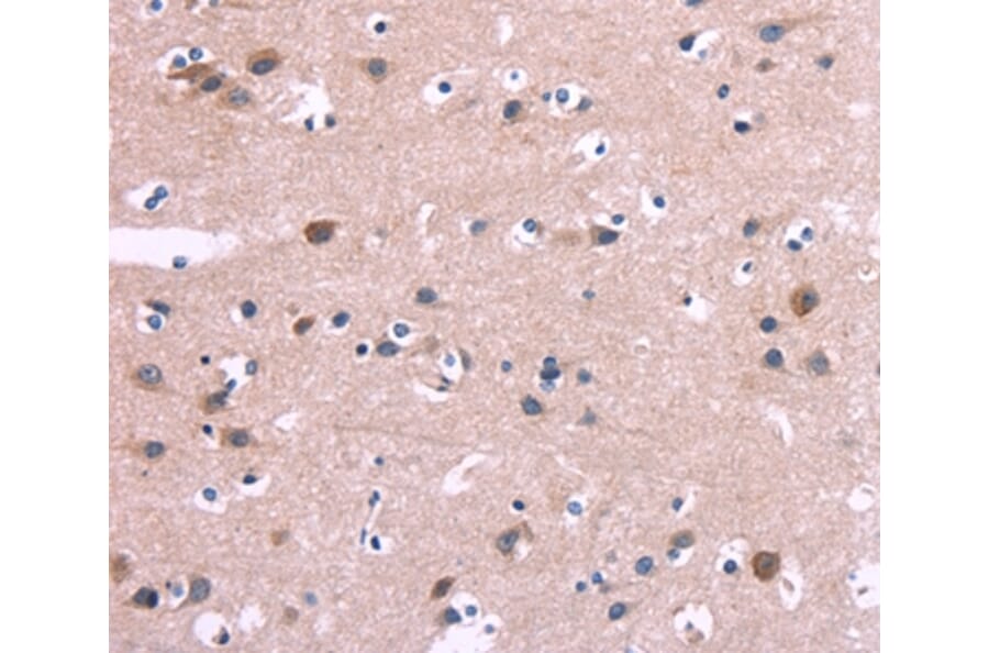 Immunohistochemistry - DUSP13 Antibody from Signalway Antibody (35729) - Antibodies.com