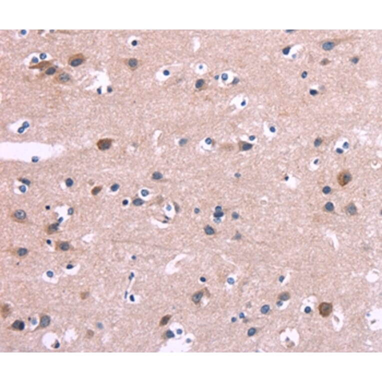 Immunohistochemistry - DUSP13 Antibody from Signalway Antibody (35729) - Antibodies.com