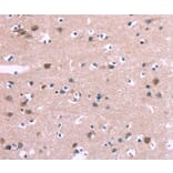 Immunohistochemistry - DUSP13 Antibody from Signalway Antibody (35729) - Antibodies.com