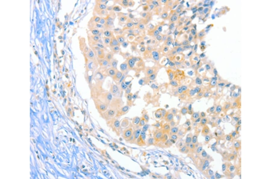 Immunohistochemistry - DUSP14 Antibody from Signalway Antibody (35730) - Antibodies.com