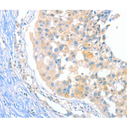 Immunohistochemistry - DUSP14 Antibody from Signalway Antibody (35730) - Antibodies.com